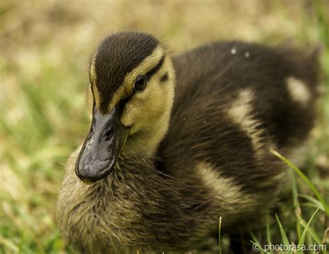 Baby ducklings at Leeds Castle - Photorasa Free HD Photos