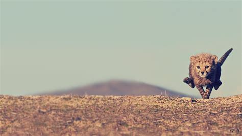 Interesting Photo of the Day: Young Cheetah Photographed in Mid-Sprint