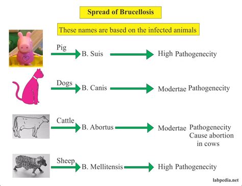 Brucella Antigen (Brucellosis), Diagnosis of Brucella Infection – Labpedia.net