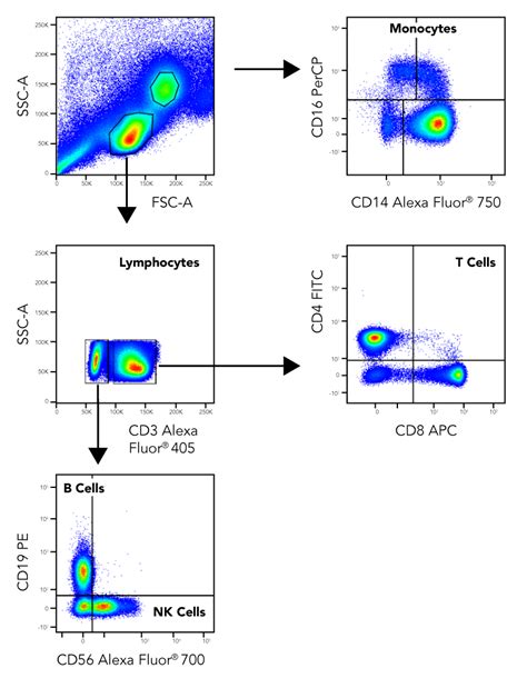 TBMNK Cell Flow Cytometry Panel: R&D Systems