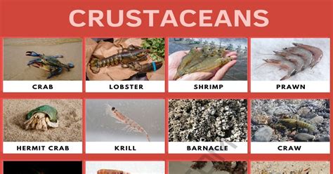 Crustaceans: List of Crustaceans with Cool Facts and Pictures • 7ESL