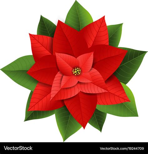 Christmas red poinsettia Royalty Free Vector Image