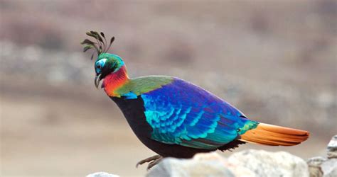 National Bird of Nepal, Danphe, Himalayan Monal, Largest Bird