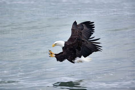 Bald Eagle catching fish, Homer, Alaska, Haliaetus leucocephalus ...