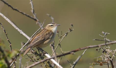 Sedge Warbler | BirdForum