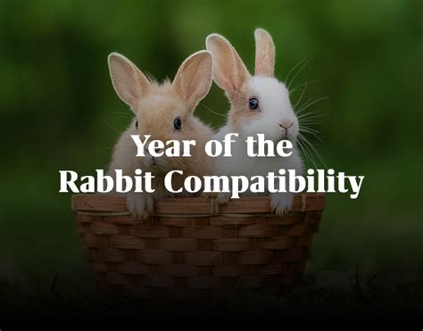 Year of the Rabbit Compatibility | Mysticsense