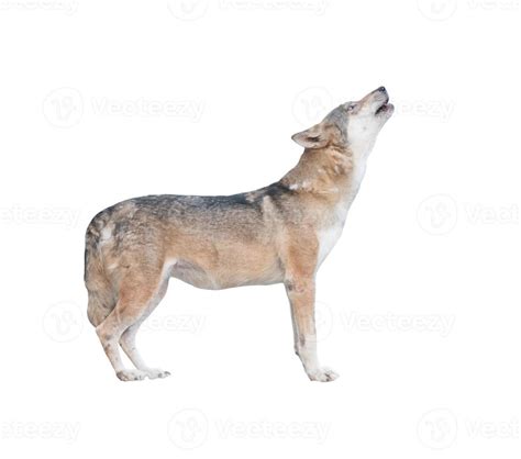 gray wolf howling isolated 8142663 Stock Photo at Vecteezy