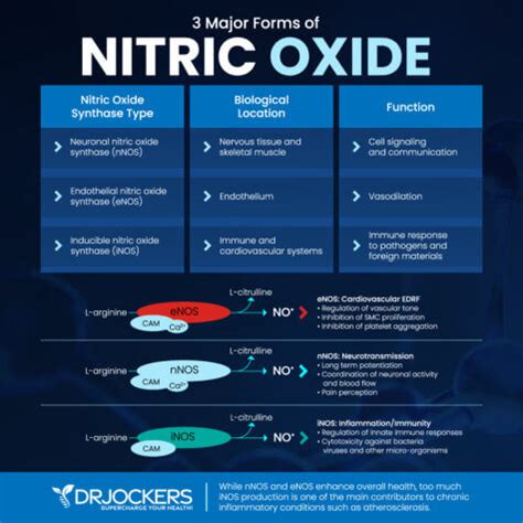 Nitric Oxide Benefits and How to Increase Levels - DrJockers.com