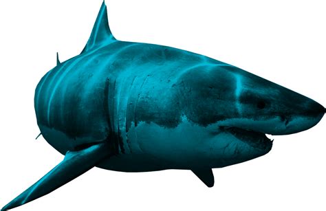 Shark PNG Transparent Images - PNG All