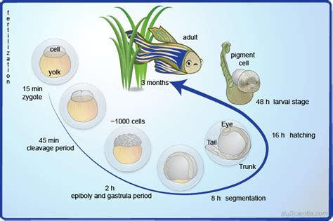 Zebrafish Life Cycle