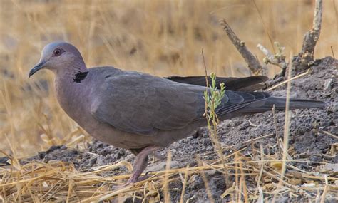 Red-eyed Dove - Owen Deutsch Photography