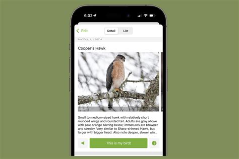 Bird Song Identification: How to Identify Bird Sounds for Free on ...