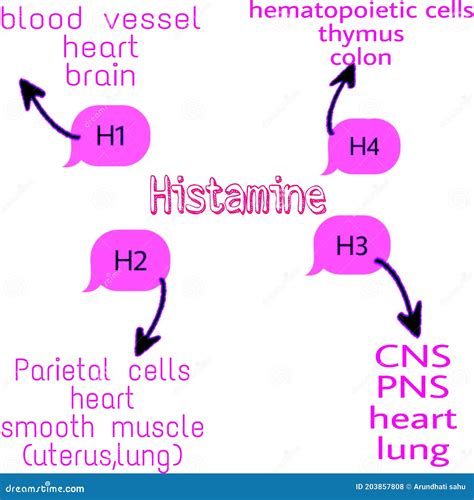 Histamine Receptors Location Royalty-Free Cartoon | CartoonDealer.com #203857808