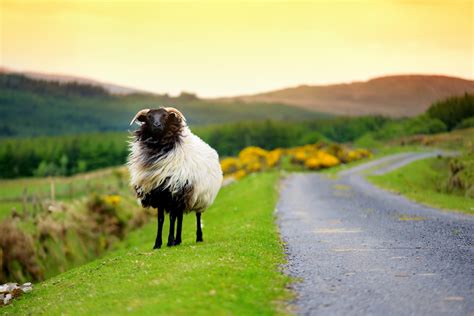 Sheep in Ireland - Irish mascot • Go-to-Ireland.com