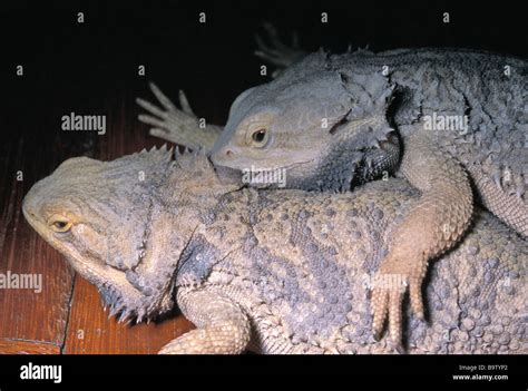 Mating of Pogona vitticeps, australian bearded dragon, Agamidae Stock Photo - Alamy