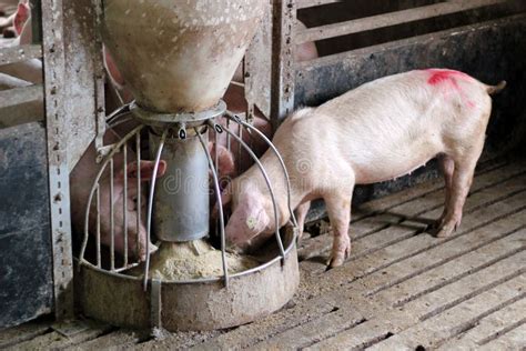 Pigs Eating stock image. Image of agriculture, industry - 20113611