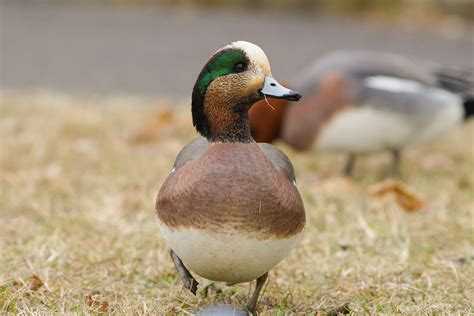 American Wigeon | Duck, Animals, Cute