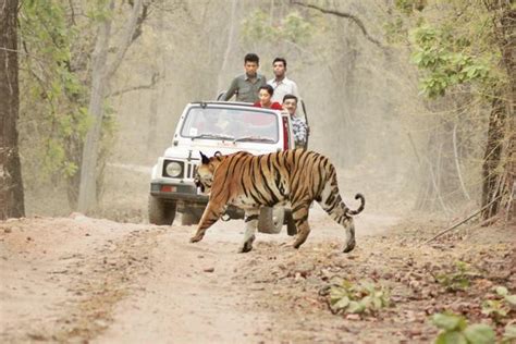 Zones of contention | A survey of human-animal conflict across India - Livemint