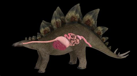 Digestive System Of A Stegosaurus Photograph by Stocktrek Images - Pixels