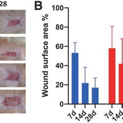 (A) Standardized photographs of skin flap wound healing on days 7, 14,... | Download Scientific ...