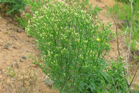 Canadian fleabane - Plateau Sprayers & Earthmoving