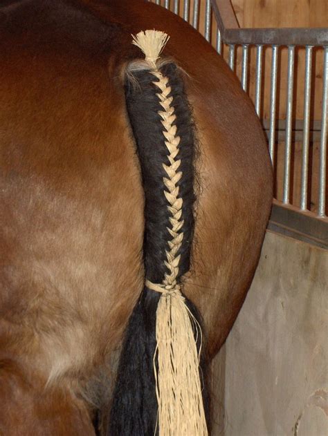 b3e57d18431d69030781d278f53e1e39.jpg | Horse braiding, Horse mane ...