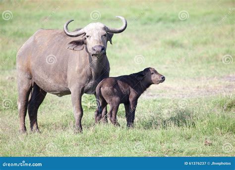 African buffalo with calf stock image. Image of alert - 61376237