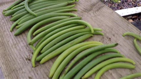 Vanilla Bean Harvest | Vanilla bean, Beans, Harvest