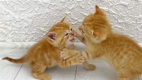 Kittens fighting - mother cat punishes her kittens - YouTube