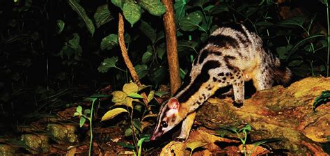 Fighting the Civet Farming Industry in Vietnam