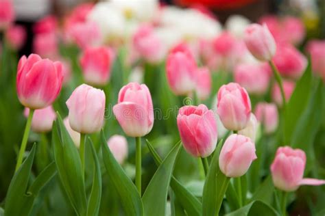 Colorful tulips stock image. Image of pink, garden, leaf - 29167307