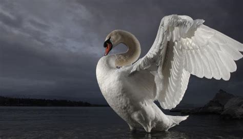 Mute Swan - Description, Distribution, Habitat, Diet, Reproduction, and ...