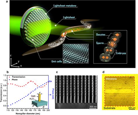 Light Sheet Microscopy Advantages | Shelly Lighting