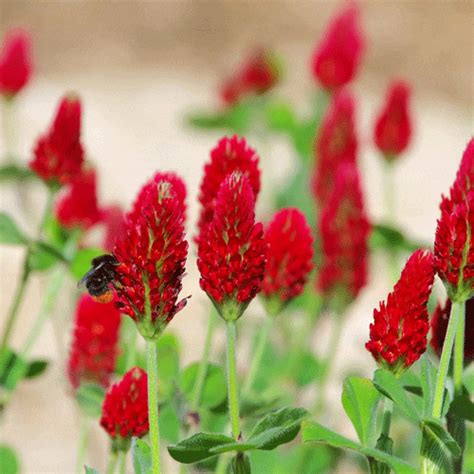 Organic Crimson Clover Seeds - Natural Seed Bank