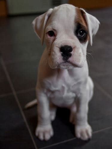 creencia frente Perdido perro boxer albino cachorro mayoria ...