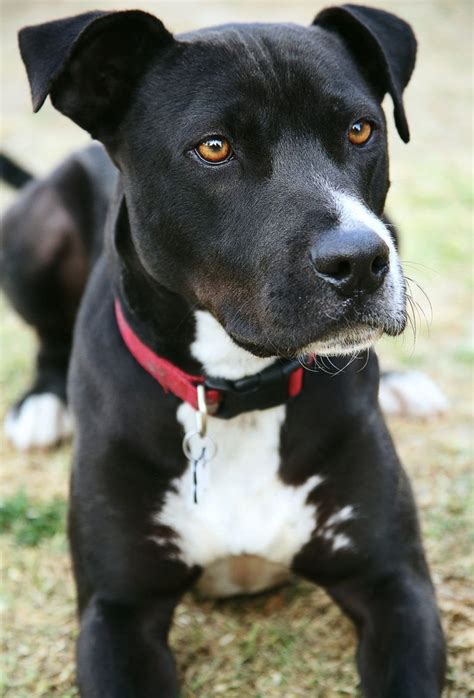 pitbull lab mix #pitbullpuppiesmix | Pitbull lab mix, Pitbull lab, Lab ...