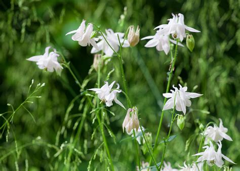 How to Plant, Grow & Care for Aquilegia | Sarah Raven