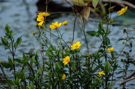 Plants of the Okefenokee Swamp - WILLIAM WISE PHOTOGRAPHY