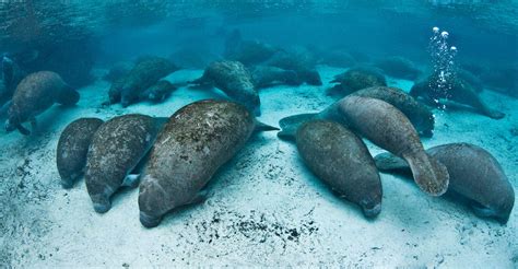 300-Manatee Gathering Shuts Down Florida Wildlife Refuge | Discovery Blog | Discovery