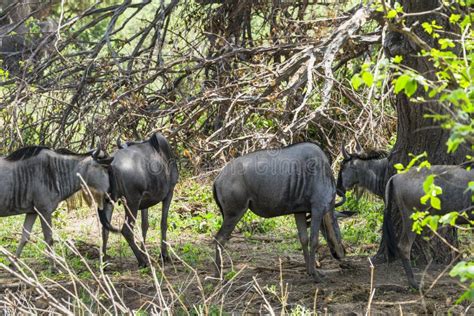 A herd of antelope Topi stock image. Image of lions, escape - 28337357