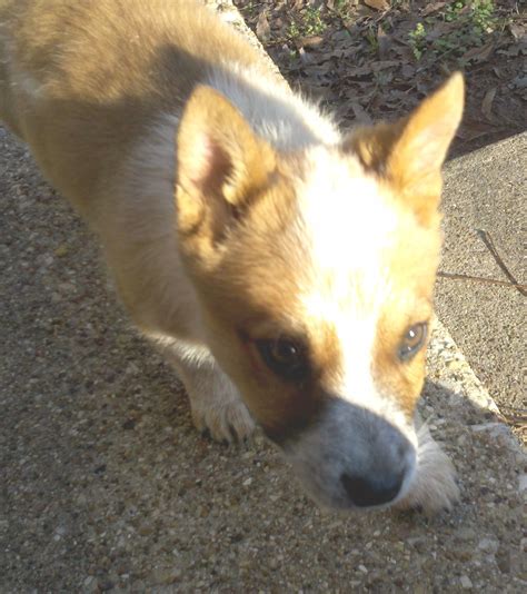 My puppy S'more. He is a blue heeler/ Corgi mix (aka cowboy corgie) I ...