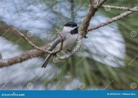 Carolina Chickadee Bird, Athens, Georgia Stock Photo - Image of egret, gull: 89992334