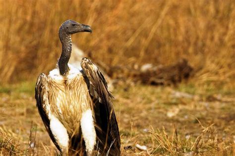 Vultures of India - India Bird Watching