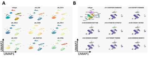 Example application to CITE-seq and scATAC-seq data. (A) A UMAP plot of ...