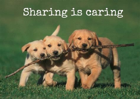 sharing is caring pictures - Google Search | Really cute puppies, Dog friends, Marley and me