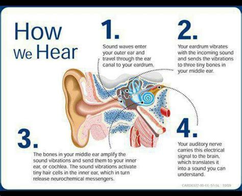 Understanding How We Hear with the Ears