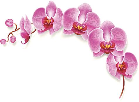 Royalty Free Orchid Clip Art, Vector Images & Illustrations - iStock