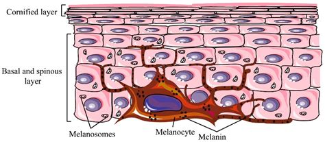 IJMS | Free Full-Text | Signaling Pathways in Melanogenesis