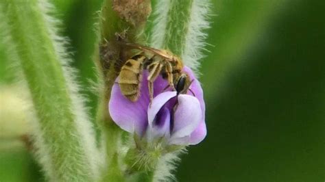 Cross-Pollination and Nearby Wildflowers Boosts Soybean Production | Technology Networks