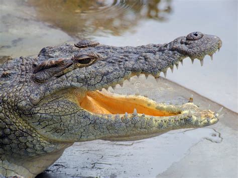 Nile crocodile stock photo. Image of predator, creature - 2845678